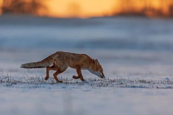 Zorro Rojo Vulpes Vulpes Corriendo Temprano Mañana Través Campo Nieve — Foto de Stock