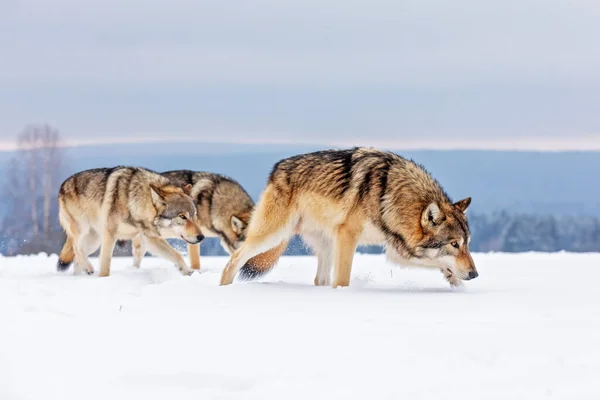 Lobo Gris Canis Lupus Manada Prepara Para Cazar Llanura Nevada —  Fotos de Stock