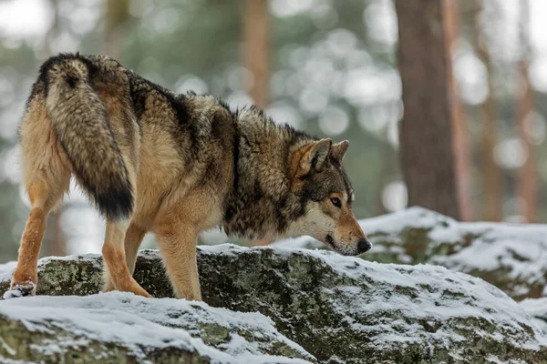 Enorme Lobo Gris Canis Lupus Una Roca Bosque Con Nieve —  Fotos de Stock