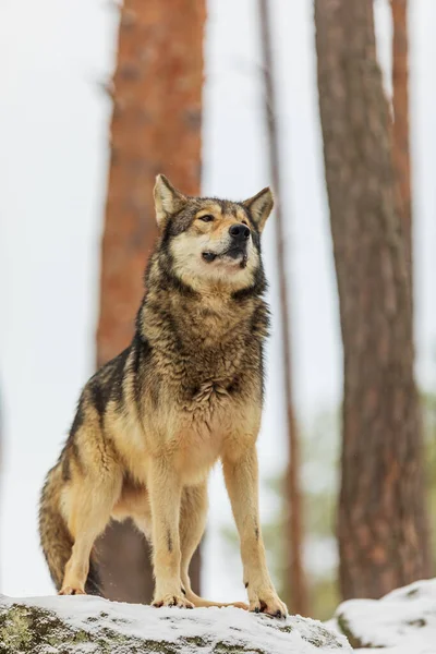 Wilk Siwy Canis Lupus Siedzący Skale Okresie Zimowym Wyjący — Zdjęcie stockowe