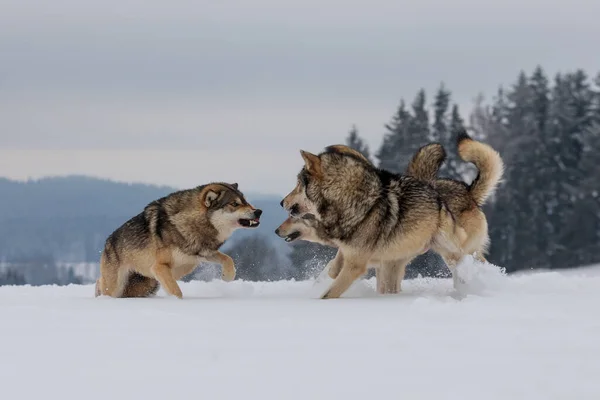 Loup Gris Canis Lupus Meute Bat Entre Eux Pour Nourriture — Photo