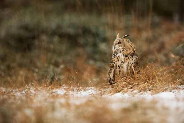 Hibou Eurasie Bubo Bubo Assis Sur Bord Forêt Dans Herbe — Photo