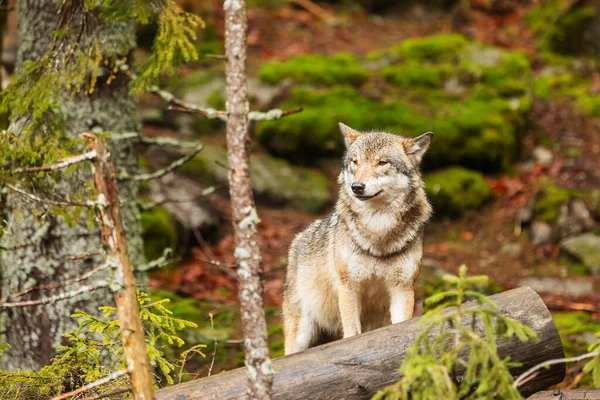 Lobo Gris Canis Lupus Lobo Cuidadoso Que Busca Peligro Muy — Foto de Stock