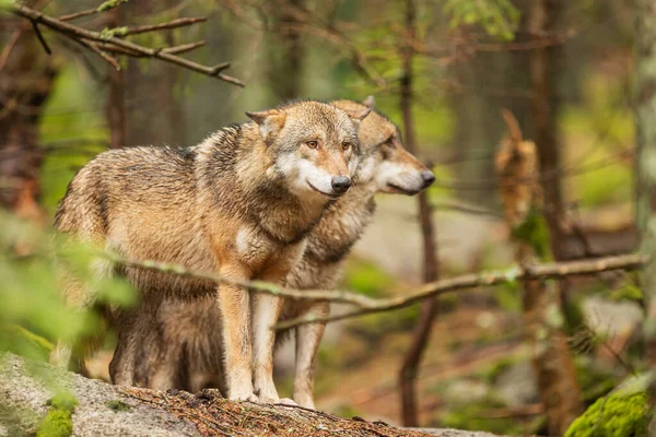 Lobo Gris Canis Lupus Pareja Pie Esperando Una Manada — Foto de Stock