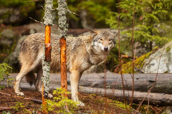 Lobo Gris Canis Lupus Mirando Cuidadosamente Alrededor Del Bosque Muy —  Fotos de Stock