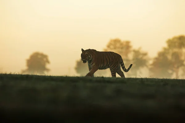시베리아 호랑이 Panthera Tigris Tigris 안개낀 지형을 아침에 지나간다 — 스톡 사진
