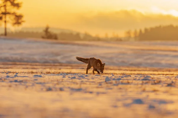 Vörös Róka Vulpes Vulpes Keresi Zsákmány Napkeltekor Egy Havas Vadonban — Stock Fotó