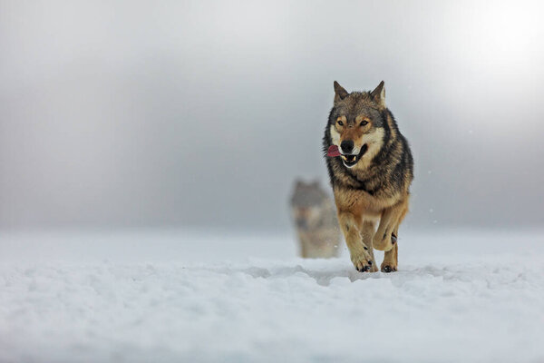 Gray wolf (Canis lupus) one after another runs through the foggy snowy landscape