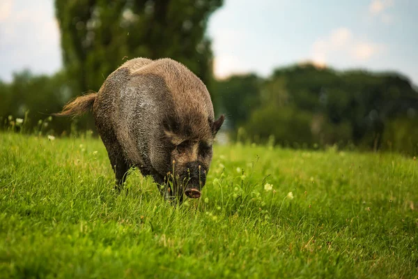 Wild Boar Sus Scrofa Walks Meadow Grass Looking Food — Stock Photo, Image