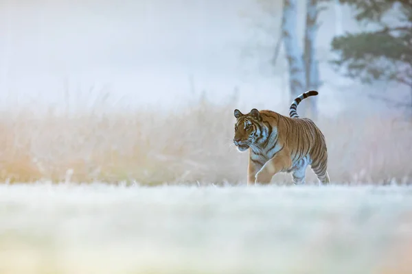 Tygr Sibiřský Panthera Tigris Tigris Tygr Spěchá Ranní Mlhou — Stock fotografie