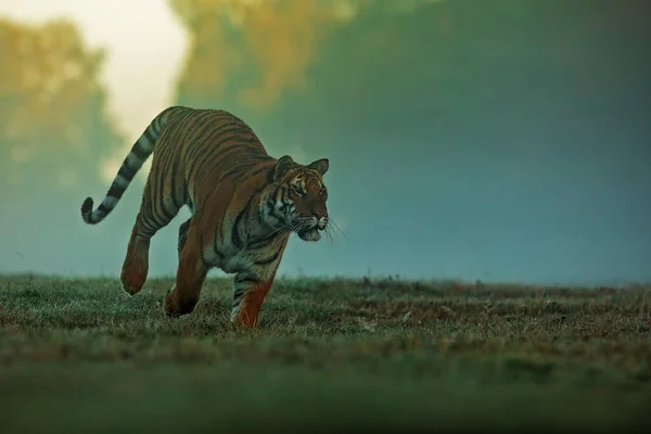 Tygr Sibiřský Panthera Tigris Tigris Velmi Brzy Úsvitu — Stock fotografie