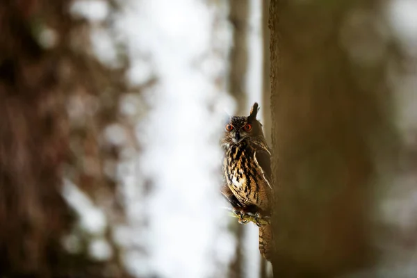 Eurasian Eagle Owl Bubo Bubo Seen Vista Trees Sit Branch — Stock Photo, Image