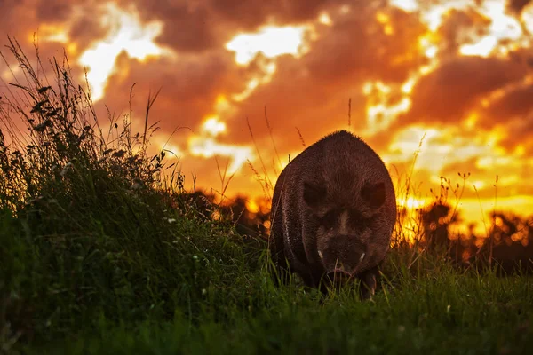 멧돼지 Sus Scrofa 초저녁에 석양을 등지고 초원에서 가까운 집회를 갖는다 — 스톡 사진