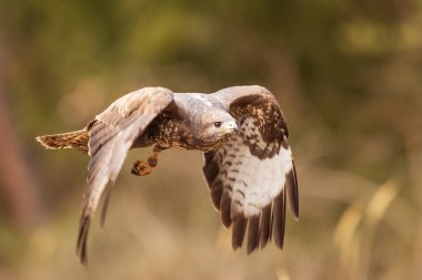 Sıradan akbaba (Buteo buteo) ormanda avını aramak için uçar.