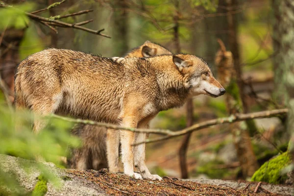 Lobo Gris Canis Lupus Pareja Encuentra Borde Del Bosque Mira —  Fotos de Stock