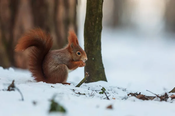 Eurasian Red Squirrel Sciurus Vulgaris Found Nut Tries Crack Sits — Stock Photo, Image