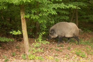 Yaban domuzu (Sus scrofa) ormanın kenarından geçer.