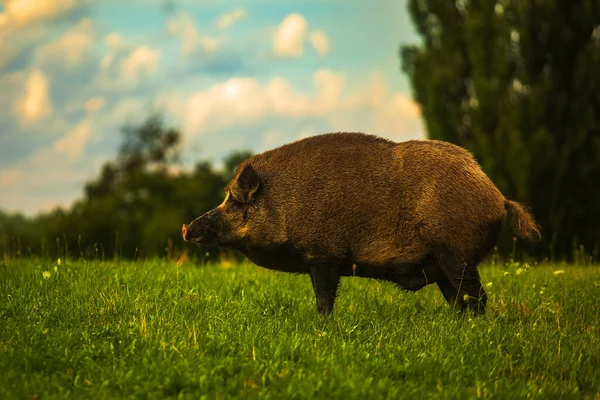 Wild Boar Sus Scrofa Standing Meadow Summer Afternoon — Stock Photo, Image