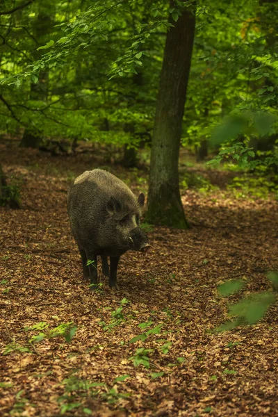 Wild Boar Sus Scrofa Forest Dusk — Stock Photo, Image