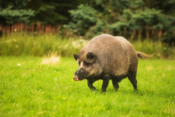 Wild Boar Sus Scrofa Goes Forest Meadow Find Food — Stock Photo, Image