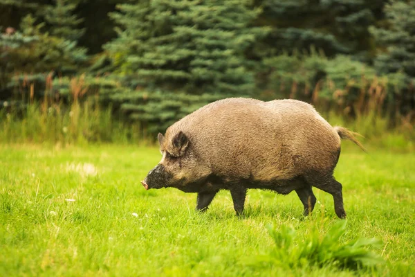 Wild Boar Sus Scrofa Standing Meadow Forest — Stock Photo, Image