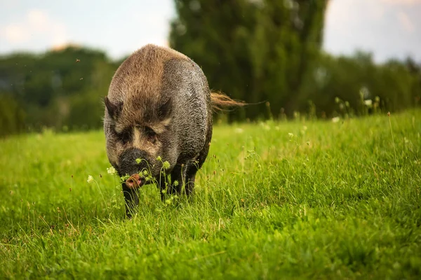 wild boar (Sus scrofa) walks through a meadow at the end of the day