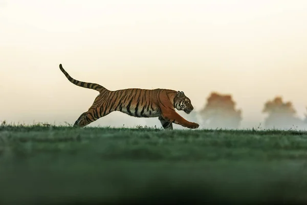 Tygr Sibiřský Panthera Tigris Tigris Pobíhající Rané Mlze — Stock fotografie