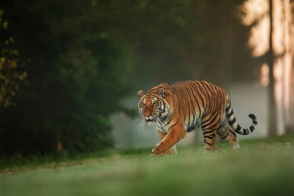 Sibirisk Tiger Panthera Tigris Tigris Mycket Farligt Möte Tidigt Morgonen — Stockfoto