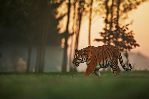 Siberian Tiger Panthera Tigris Tigris Morning Fog Goes Forest Hunt — Stock Photo, Image