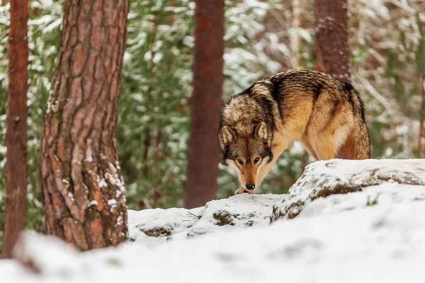Szürke Farkas Canis Lupus Téli Erdőben Gőz Zsákmány — Stock Fotó