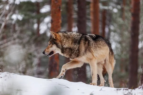 Γκρίζος Λύκος Canis Lupus Είναι Μόνος Και Περιπλανιέται Μέσα Ένα — Φωτογραφία Αρχείου