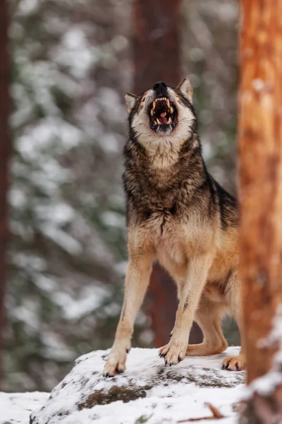 Gri Kurt Canis Lupus Karlı Ormanda Ulumaya Hazırlanıyor — Stok fotoğraf