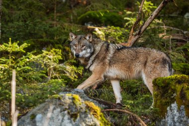 Gri Kurt (Canis lupus) saklanmadan önce bir süre görülebilir.