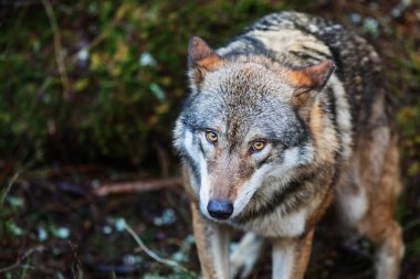 Gri Kurt (Canis lupus) çok yakındır.