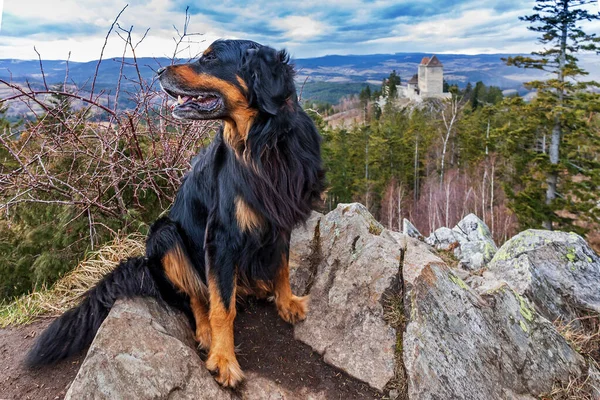 黒と金のホビー犬は歴史的な城の背景を持つ展望台に座っています — ストック写真