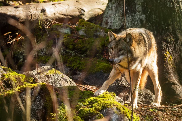 Lobo Gris Canis Lupus Supervisa Cerca Posible Peligro —  Fotos de Stock