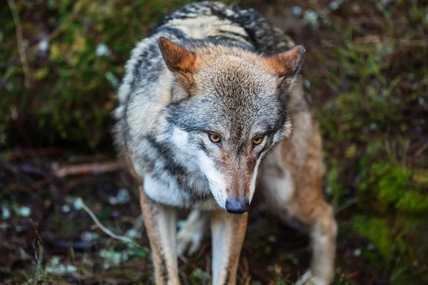 灰色の狼 Canis Lupus はとても近くにいます — ストック写真