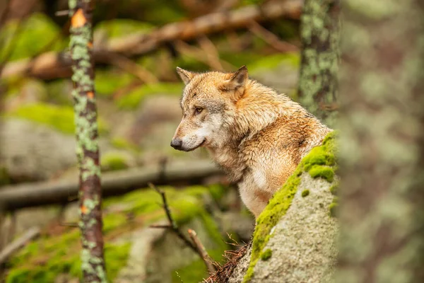 Lobo Gris Canis Lupus — Foto de Stock