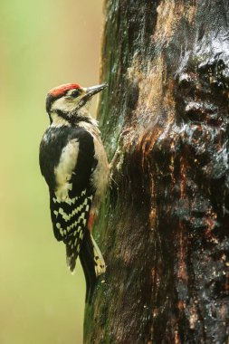 Büyük benekli ağaçkakan Dendrocopos binbaşı erkek, yağmur sırasında ağacı böceklerden korur.
