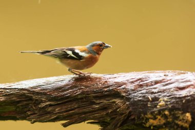 Eski sandıkta güzel bir portre (Fringilla coelebs)