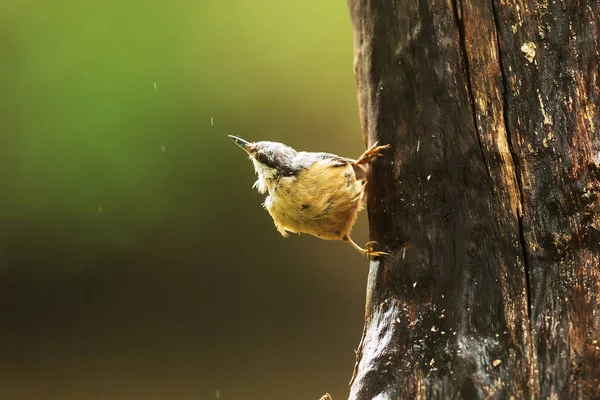 Eurázsiai Nuthatch Sitta Europaea Egy Tipikus Póz Egy Fatörzsön Körülnéz — Stock Fotó