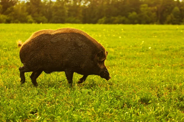 Wilde Zwijnen Sus Scrofa Gaat Het Weiland Voor Zonsondergang — Stockfoto