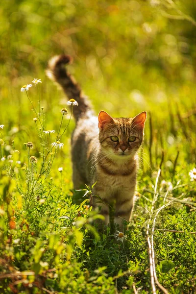 Little Godfather Grass Photographed Sun — Stock Photo, Image