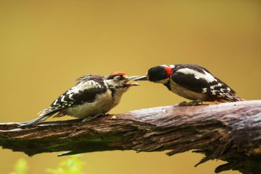 Büyük benekli ağaçkakan Dendrocopos ana dişi yağmurda genç bir erkeği besliyor.