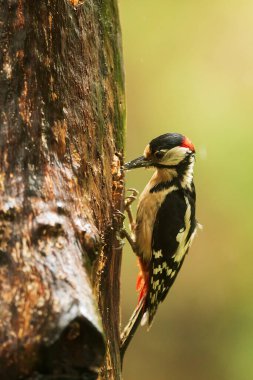 Büyük benekli ağaçkakan Dendrocopos Major ağaçta haşereler arıyor.