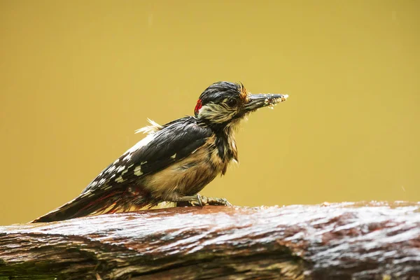 Gran Pájaro Carpintero Manchado Dendrocopos Hembra Mayor Sentada Una Vieja — Foto de Stock