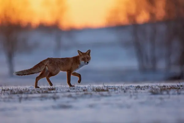 Rode Vos Vulpes Vulpes Loopt Vroeg Ochtend Een Sneeuwveld — Stockfoto