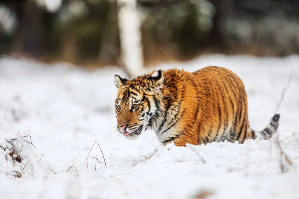 Tygrys Syberyjski Panthera Tigris Tigris Młody Samiec Przechodzi Przez Śnieg — Zdjęcie stockowe