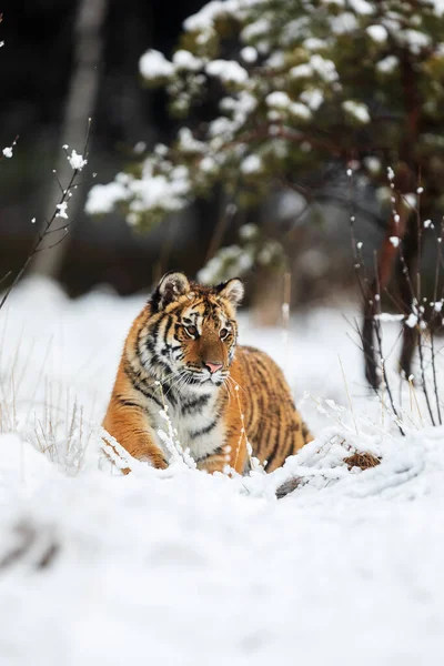 西伯利亚虎 Panthera Tigris Tigris 美丽的冬季冻土带捕食动物 — 图库照片