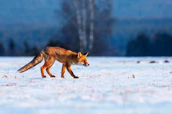 Raposa Vermelha Vulpes Vulpes Atravessa Neve Com Fundo Distância Azul — Fotografia de Stock